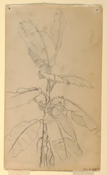 Disegno, Studio di una pianta a foglia lunga, maggio e giugno 1857