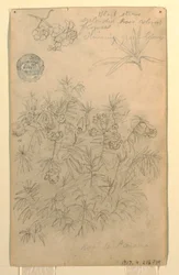Disegno, studio di una rosa di Panama o pianta di oleandro, maggio-giugno 1857