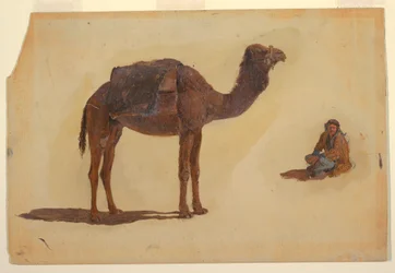 Disegno, Studio di un dromedario, 1868