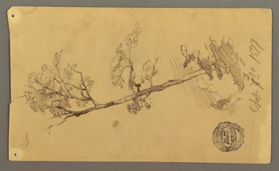 Disegno, albero, 1877