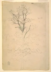 Disegno, Albero, settembre 1844