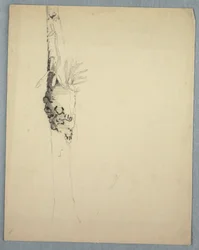 Disegno, tronco d