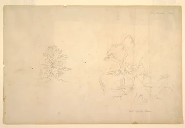 Disegno, Albero e tronco morto, settembre 1844
