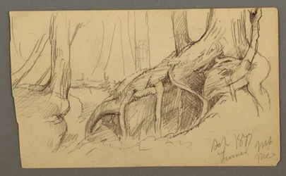 Disegno, radici di un albero che crescono su un masso (Monte Turner), 1877