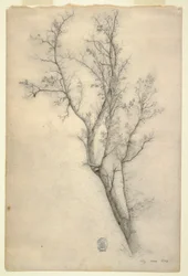 Disegno, Albero con molti rami, luglio 1844