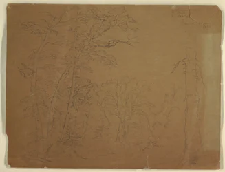 Disegno, Alberi, Isola di Grand Manan, Canada, 1851