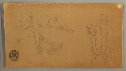 Disegno, Alberi e piante, Elecampene, settembre 1856