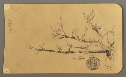 Disegno, Alberi, massi, 1878