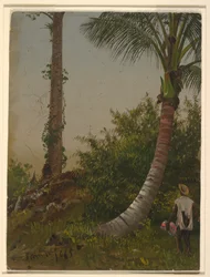 Disegno, Alberi in Giamaica, Indie Occidentali, 1865