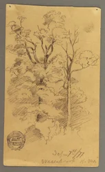 Disegno, Due alberi, 1877
