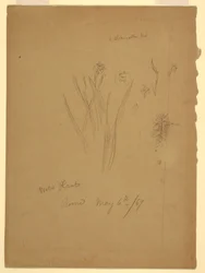 Disegno, Piante acquatiche, Roma Italia