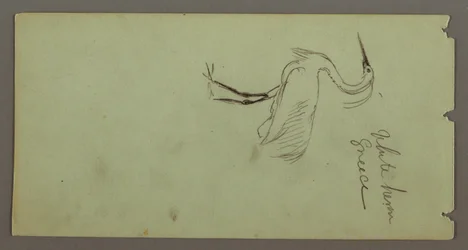 Disegno, Airone bianco, forse 1869