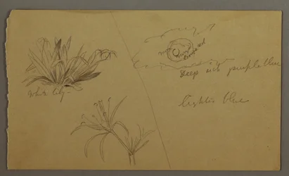 Disegno, Giglio bianco, luna, forse 1865-66