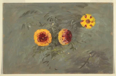 Disegno, Zinnie, 1860-70