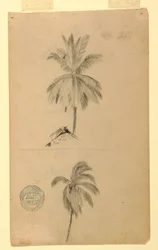 Disegni. Due schizzi. Palme.