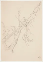 Albero Secco Nodoso