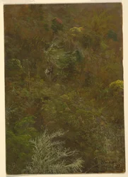 Collina con alberi, Giamaica