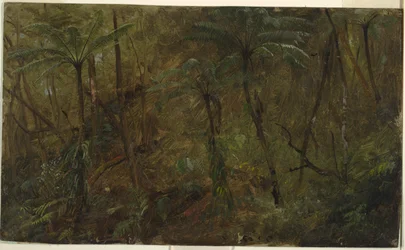 Nel bosco, Giamaica