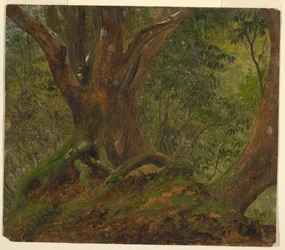 Nel bosco, Giamaica