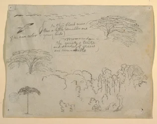 Studi di Uccelli e Alberi visti dal Rio Magdalena, Colombia