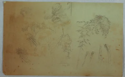 Studi di cime di alberi e bambù, Giamaica