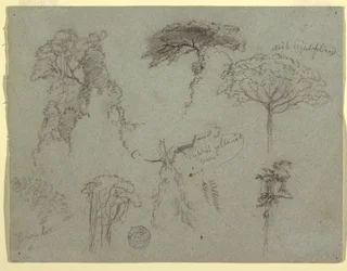 Studi di alberi, Ecuador