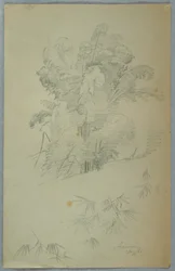 Studi di Alberi e Rami, Giamaica