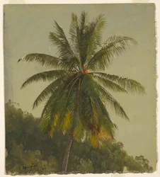 Studio di palma, Giamaica