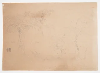 Studio di due alberi e tre piante, vicino a Jorje, Ecuador