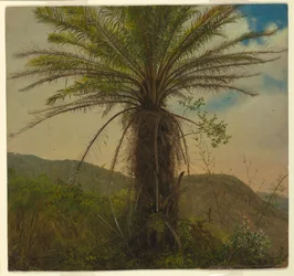 Felce arborea, Giamaica
