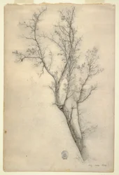 Albero con molti rami