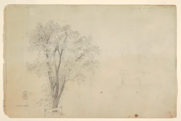 Alberi
