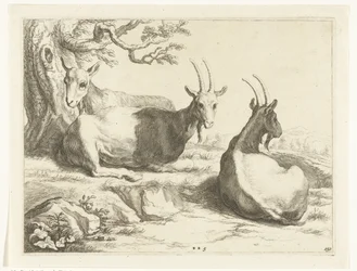 Capre (serie: Il libro di disegno di Abraham Bloemaert)