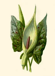 Arum o Gigaro, 1877