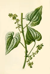 Bryonia nera, 1877