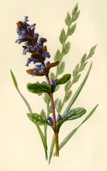 Bugola e Festuca alta, 1877