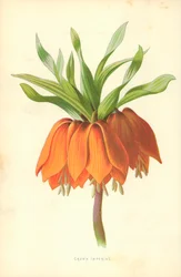 Corona imperiale
