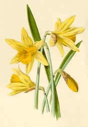 Narciso