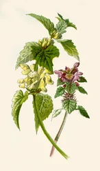 Ortica morta - Rossa e Bianca, 1877