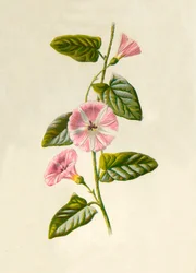 Convolvolo dei campi, 1877