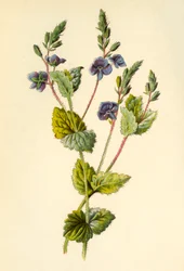 Veronica comune