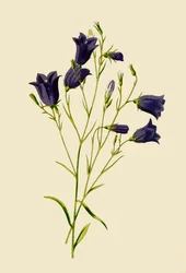 Campanula, 1877