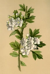 Biancospino, 1877