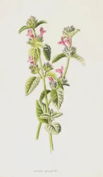Calaminta dei cespugli