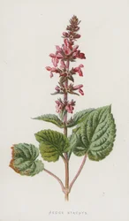 Stachys sylvatica
