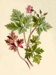 Erba-Roberta, 1877