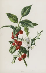 Agrifoglio