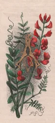 Lettera A, lettera capovolta, da The familiar Garden Flower