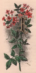 Lettera I, lettera capovolta, incisione ad acquerello, cm 10x5 (Frederick Edward Hulme) da The familiar Garden Flower, circa 1880