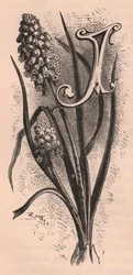 Lettera J, lettera capovolta, incisione, cm 10x5, da The familiar Garden Flower, circa 1880